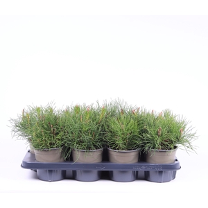 Pinus mugo pumilio