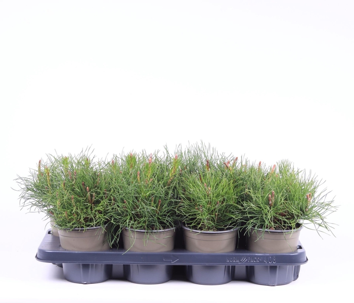 <h4>Pinus mugo pumilio</h4>