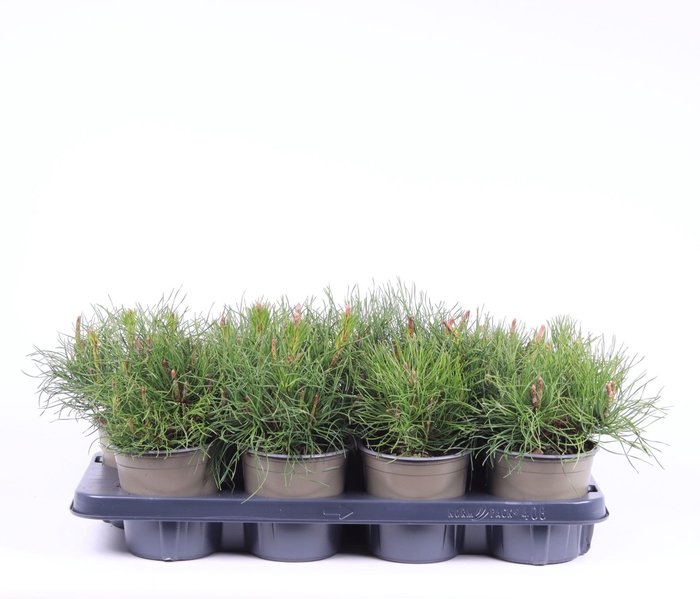 <h4>Pinus mugo pumilio</h4>