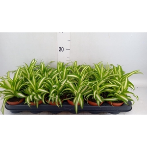 Chlorophytum com. 'Variegatum'