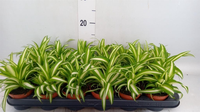 <h4>Chlorophytum com. 'Variegatum'</h4>