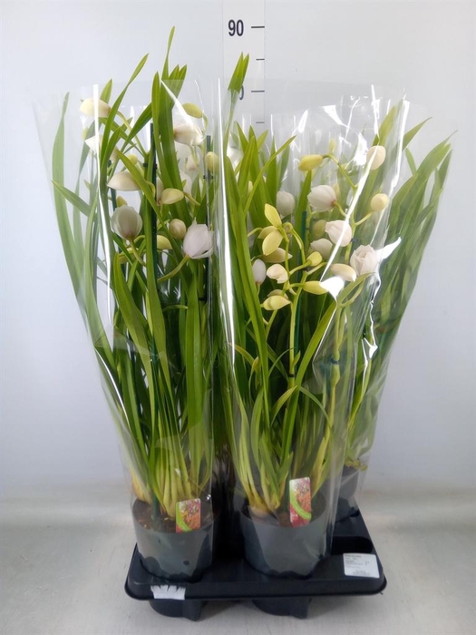 <h4>Cymbidium ...</h4>