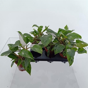 Philodendron White Princess 12Ø 30cm