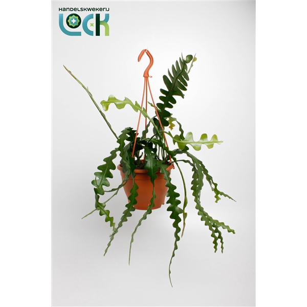 <h4>Epiphyllum Anguliger</h4>