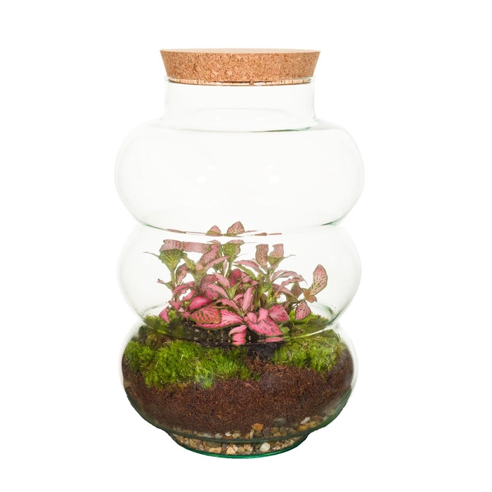 <h4>Wardians Terrarium - Pluto small</h4>