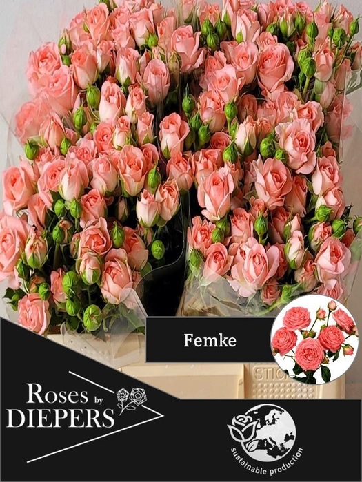 <h4>R TR FEMKE</h4>