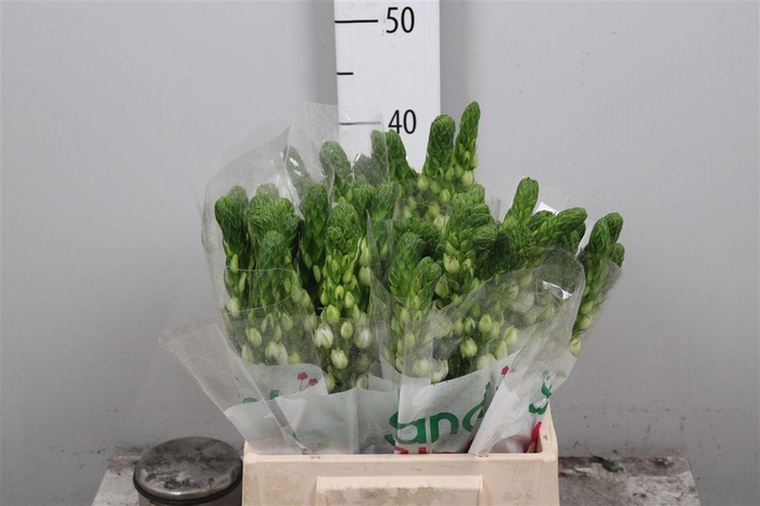 <h4>Ornit Thy Milky Way</h4>