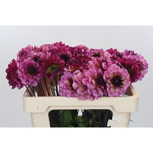 Dahlia Muchacha