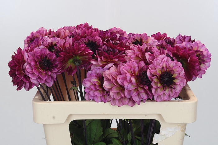 Dahlia Muchacha