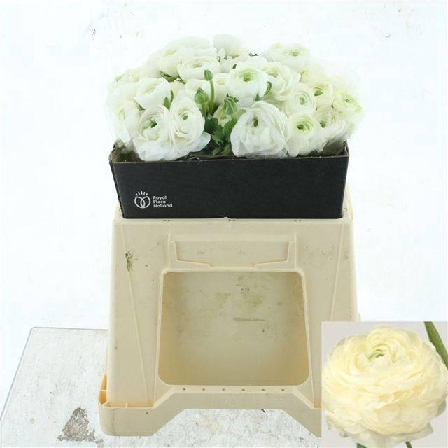 <h4>RAN EL WHITE</h4>