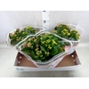 Kalanchoe blos.   ..mix 5