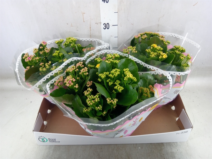 Kalanchoe blos.   ..mix 5