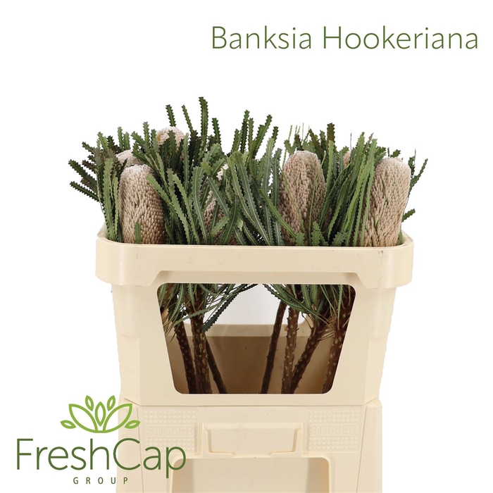 <h4>Banksia Hookeriana</h4>
