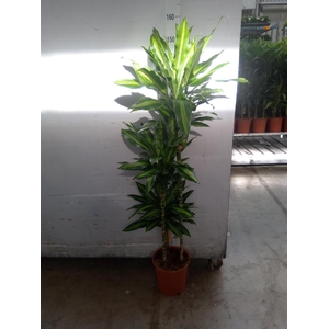 Dracaena fr de   ...