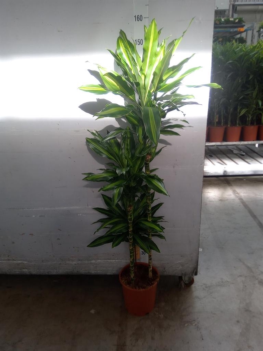 <h4>Dracaena fr de   ...</h4>