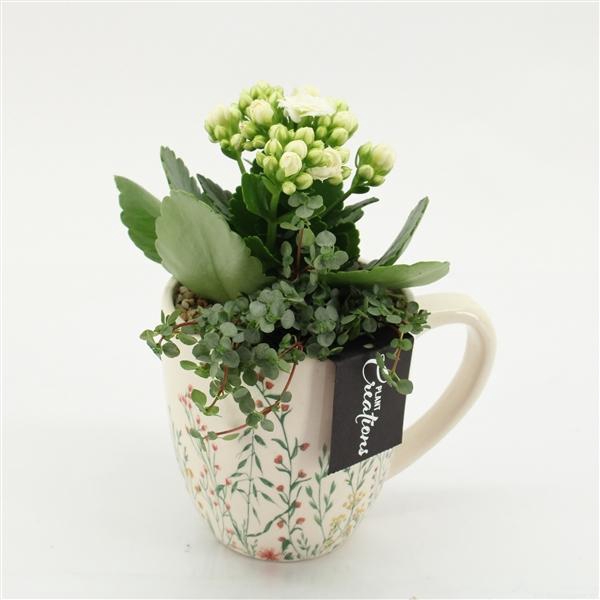 <h4>Arrangementen kamerplanten bloeiend 6%</h4>