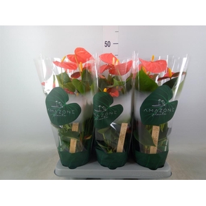 Anthurium andr. 'Solara'