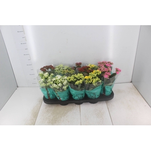 KALANCHOE DOBRADO P11