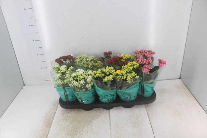<h4>KALANCHOE DOBRADO P11</h4>