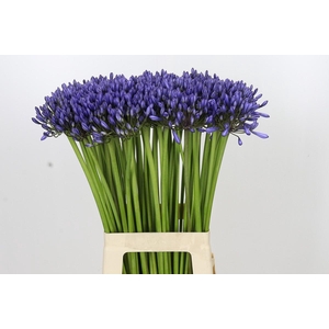 Agapanthus Suzan