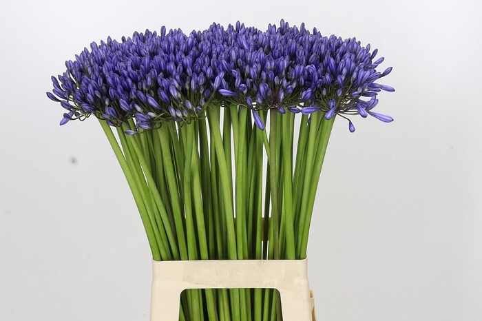 <h4>Agapanthus Suzan</h4>