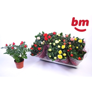 RO B MONDE GEM