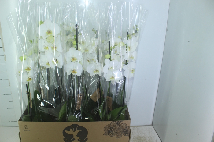 <h4>PHALAENOPSIS P12 BRANCO 2 HT</h4>