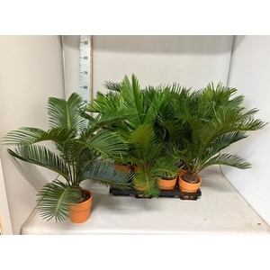CYCAS REVOLUTA