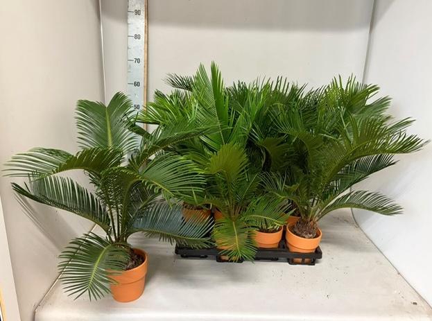 <h4>CYCAS REVOLUTA</h4>