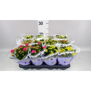 Kalanchoe blos.   ..rosebud mix  5