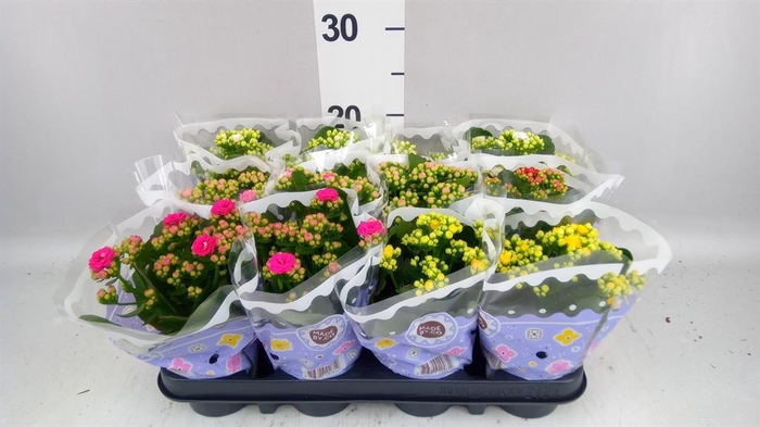 <h4>Kalanchoe blos.   ..rosebud mix  5</h4>