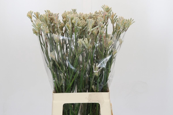 Kangaroo Paw Bush Diamond