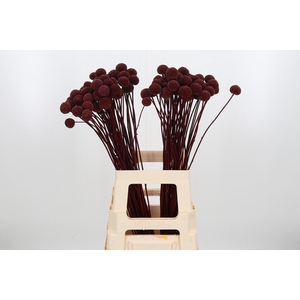 Craspedia Kl Bh Bordeaux Xl