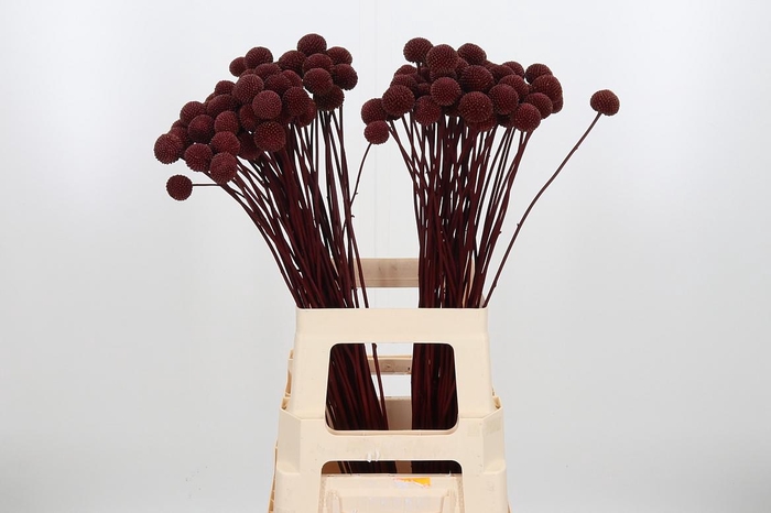 <h4>Craspedia Kl Bh Bordeaux Xl</h4>