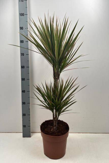 <h4>DRA MARG BICOLOR</h4>