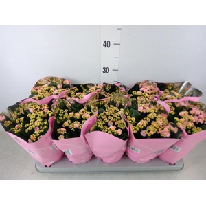 Kalanchoe blos. 'Perfecta Pink'