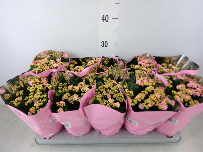 <h4>Kalanchoe blos. 'Perfecta Pink'</h4>