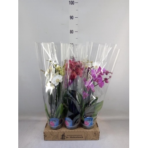 Phalaenopsis   ...mix  4