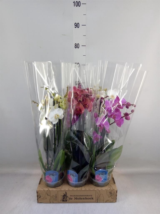 <h4>Phalaenopsis ...mix 4</h4>