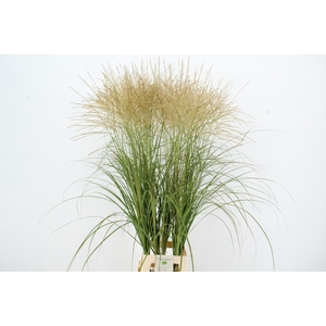 GRAS MISC SINENSIS WHITE NATURE FRIENDLY
