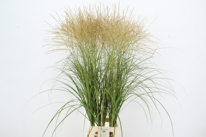 <h4>GRAS MISC SINENSIS WHITE NATURE FRIENDLY</h4>