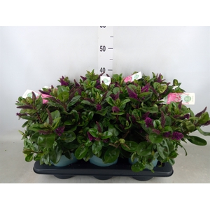 Hebe  'Hebedonna Alina'