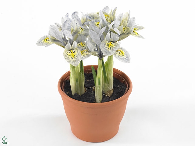 IRIS KATHARINE HODGK