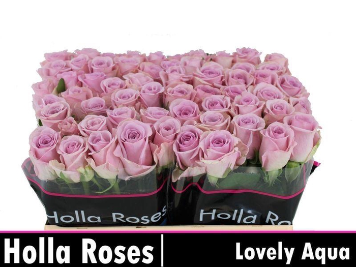 <h4>RS GR LOVELY AQUA!</h4>