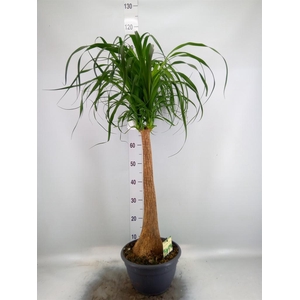 Beaucarnea recurvata
