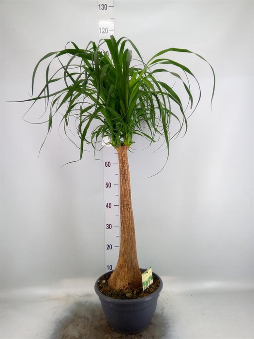<h4>Beaucarnea recurvata</h4>