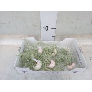Arr.  Tillandsia L%