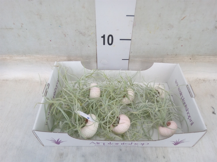 <h4>Arr.  Tillandsia L%</h4>