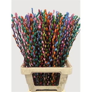 Salix Wilgenkatjes Rainbow 70cm P Stem