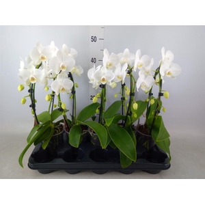 Phalaenopsis  'Ant Glasgow'